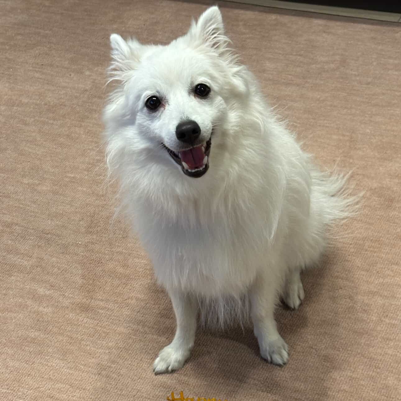 モコくんはファーストバースデーのオーダーケーキ