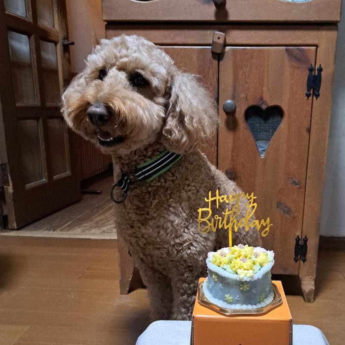 6歳のバースデーを迎えたモカくんのオーダーケーキ