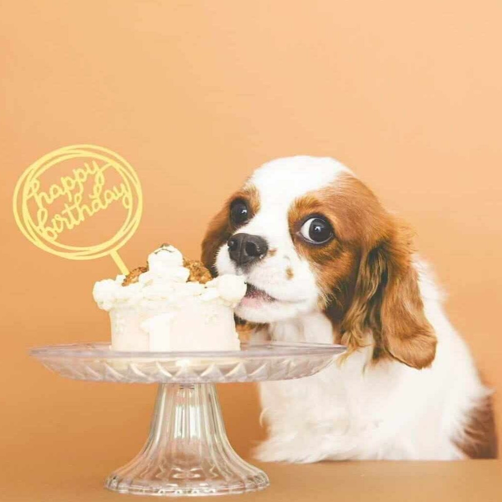 みたらしちゃん1歳,おめでとうございます！のオーダーケーキ